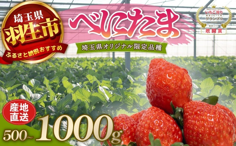 
            【予約】 べにたま 埼玉限定品種 選べる容量 500g 1000g いちご イチゴ 苺 ストロベリー 産地直送 ご当地 果物 くだもの フルーツ デザート 食品 スイーツ 冷蔵 strawberry ichigo ロコファームHANYU 埼玉県 羽生市
          