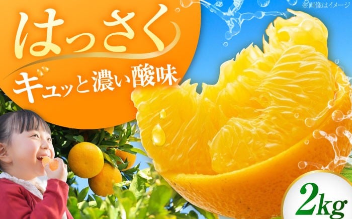 みかん ミカン 蜜柑 柑橘 柑橘類 ビタミン 果物 くだもの フルーツ