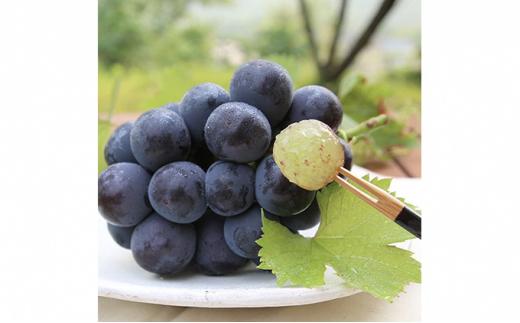 桃 ぶどう 2024年 先行予約 清水 白桃 5玉 約1.5kg 1玉約300g ニュー ピオーネ 1房 550g以上もも 葡萄 詰合せ 岡山 国産 フルーツ 果物 ギフト 桃茂実苑  [No.522