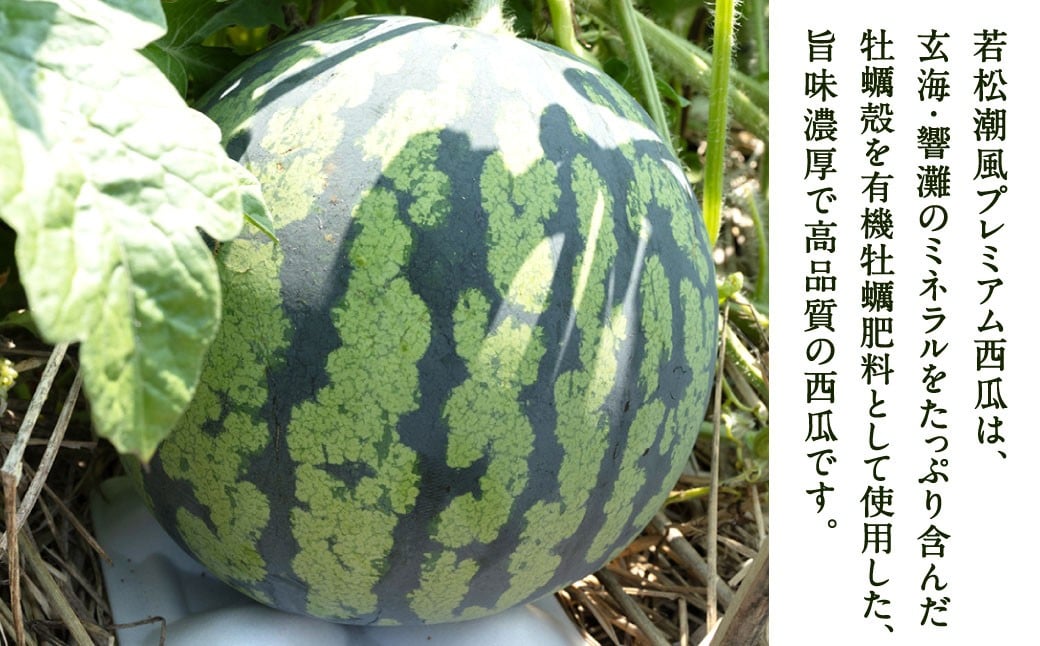 福岡県 北九州市 若松産 【優等品】 潮風プレミアム 西瓜 約7kg（1玉入り）