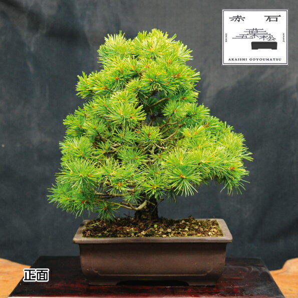 【ふるさと納税】 赤石の泉 赤石 五葉松（鉢植え） H-17【現品限り】【配送地限定】