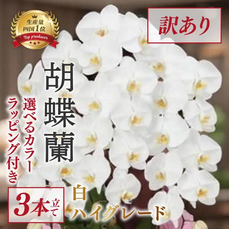 【訳あり】 指定日配達 胡蝶蘭 3本立て 白 ハイグレード 花 