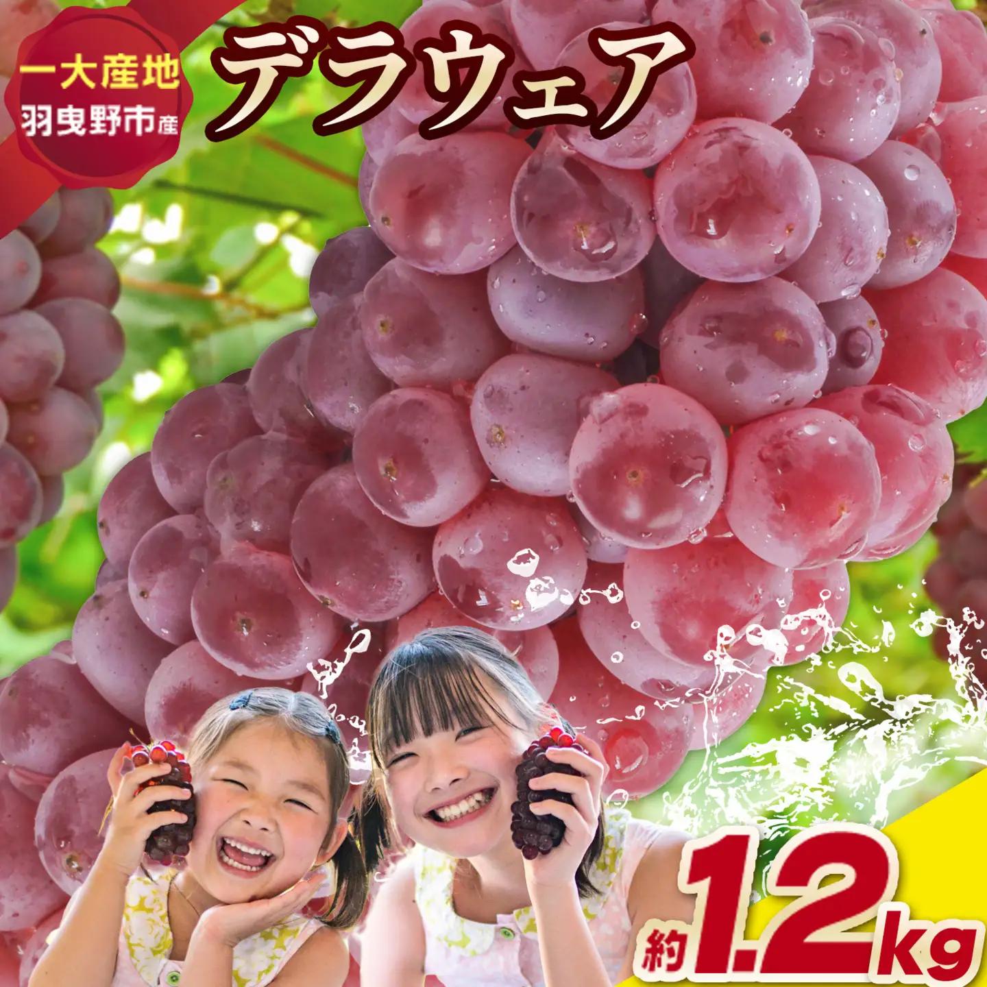 デラウェア 厳選デラウェア 約1.2kg