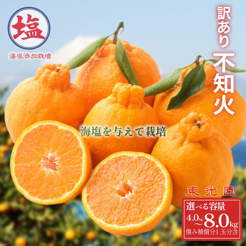 【ふるさと納税】 海塩 を与えて栽培した 不知火 予約受付 3月上中旬 順次発送 訳あり 計 4kg 〜 8kg 傷み補償分 1玉分 約300g 含む 西浦 みかん ミカン 蜜柑 しらぬい 柑橘 果物 フルーツ 沼津市 静岡県