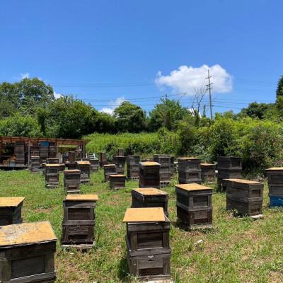 ふるさと納税 瑞浪市 純粋ハチミツ(ソヨゴ300g×2) |  | 02