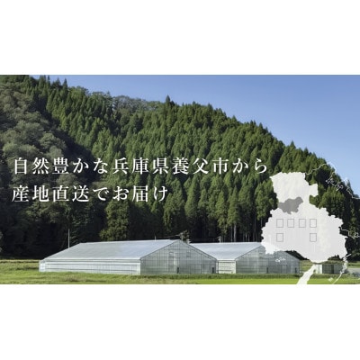 【産地直送】トマト(約1.3kg) 箱 うふふの実 高糖度フルーツトマト　アイメック【常温】【配送不可地域：離島・北海道・沖縄県】