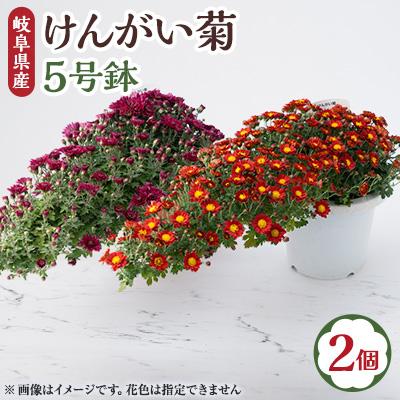 ふるさと納税 輪之内町 【2026年10月発送】　けんがい菊　5号鉢(2個入り)