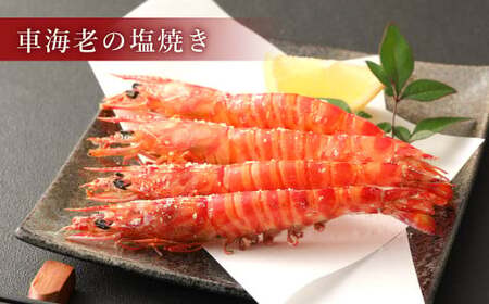 原点の車海老「急速冷凍」500g（16～20尾）（250g×2パック） 車海老 車えび くるまえび 急速冷凍 新鮮 お刺身 天ぷら 塩焼き 熊本県産 【2026年10月上旬より順次発送予定】