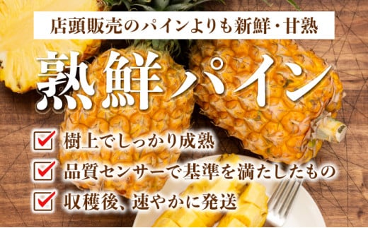 【手でちぎって食べる楽しさ】熟鮮スナックパイン2kg（2～3玉）2026年 先行予約　沖縄　西表島