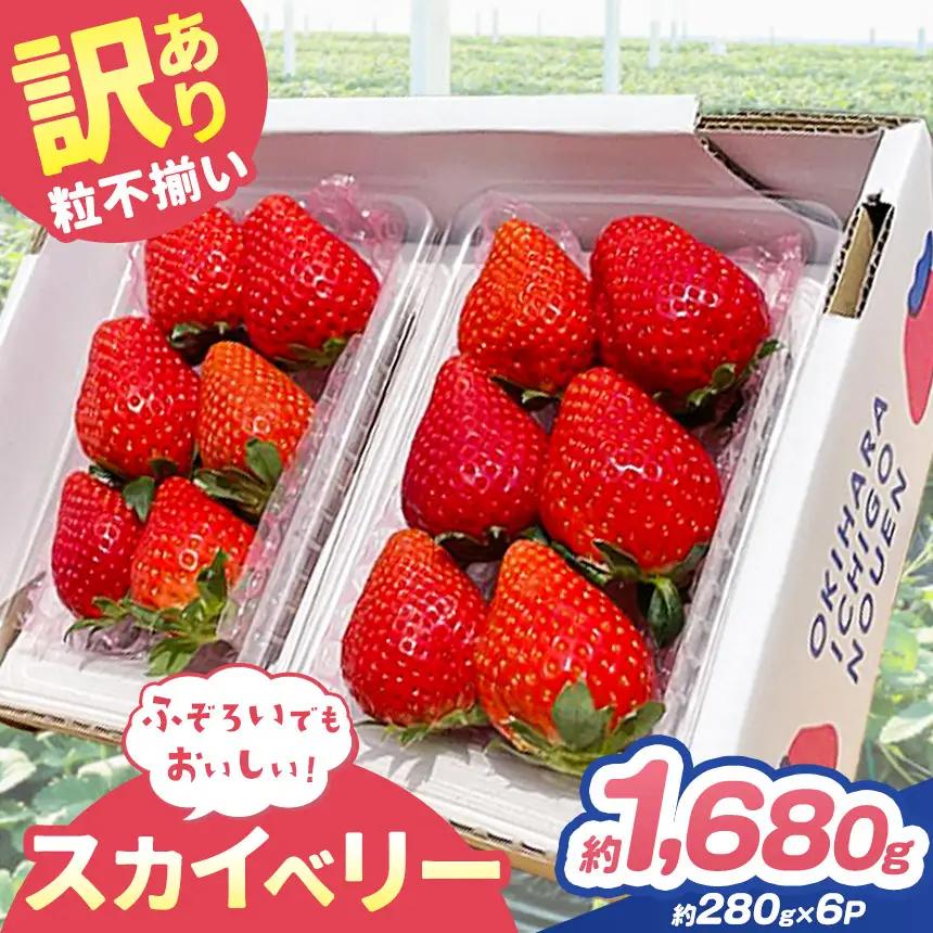 訳あり 粒不揃い スカイベリー 1,680g (280g×6P)  | 栃木県 矢板市 澳原いちご農園
