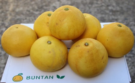 浜田農園の土佐文旦10kg家庭用