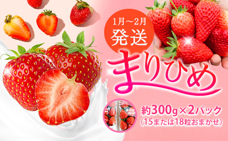 
            【2026年1月～2月発送】和歌山県産ブランド いちご「まりひめ」約300g×2パック (15または18粒おまかせ) 日高川町厳選館《1月中旬-2月末頃出荷》和歌山県 日高川町 送料無料 苺 鞠姫 マリヒメ フルーツ 果物 お取り寄せ 【配送不可地域あり】
          