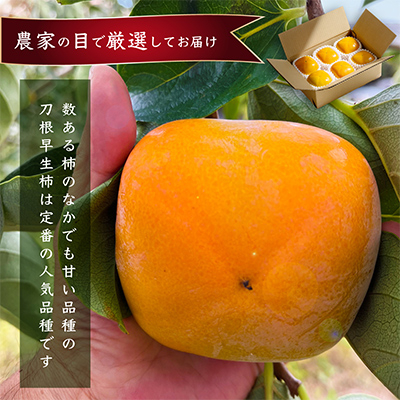 先行受付!　柿　種無し　赤秀品　超大玉　5～6個【配送不可地域：離島】
