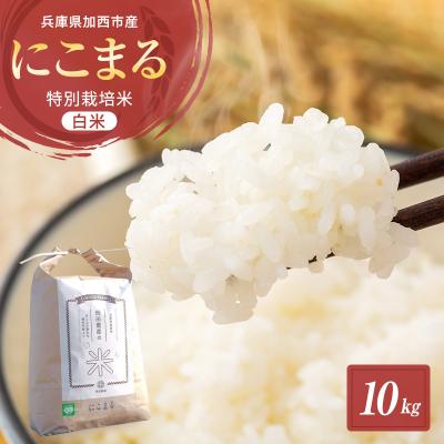 ふるさと納税 加西市 令和7年産 特別栽培米 にこまる 白米10kg [No5698-1309]