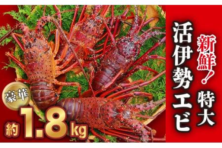 特大・活伊勢エビ  たっぷり約1.8kg（2~5尾）新鮮！ 伊勢海老 イセエビ《10月12日～4月期間限定出荷：先行予約も可（到着日時指定必須商品）》　HA-58 