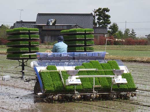 【令和7年産】富山県産こしひかり　育（はぐくみ）白米２個セット 3kg×2個 《南砺の逸品》 6kg（内容量3kg×2個）