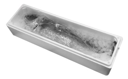 C3-4708／【鹿児島産ぶり】冷蔵・ぶり丸ごと1尾（内臓処理なし）