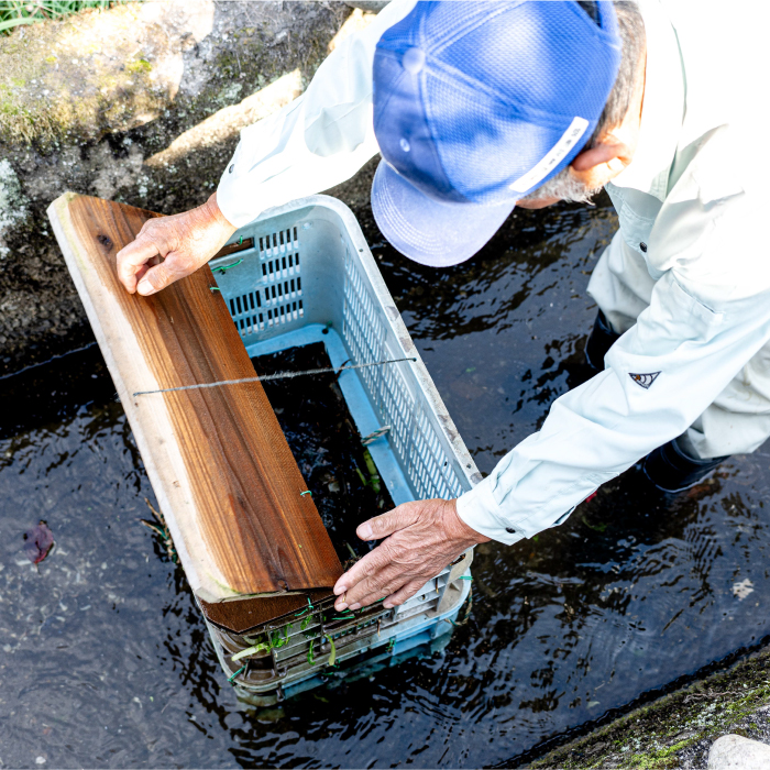 【先行受付】広島県産 天然活きモクズガニ（オス・メス混合/1kg） 2025年12月16日発送予定 天然 サイズ混ざり 国産  藻屑蟹 川蟹 川ガニ 上海蟹  唐揚げ 味噌汁 蒸し 茹で ボイル レシ