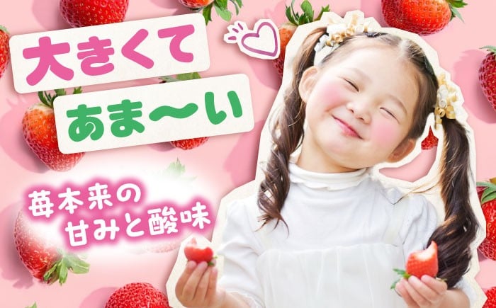 「紅ほっぺ」専門のいちご農園がお届け いちご 苺 イチゴ 果物 フルーツ 