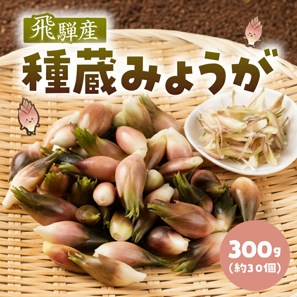 【ふるさと納税】《先行予約》訳あり 飛騨産 種蔵みょうが 300g みょうが 訳あり 5000円 しょうが ねぎ 冷奴 そうめん 夏 山菜 薬味 レシピ 風味 飛騨 宮川 種蔵村 my みょうが 畑 プロジェクト【8月初旬〜9月下旬発送】[Q3216]5000円