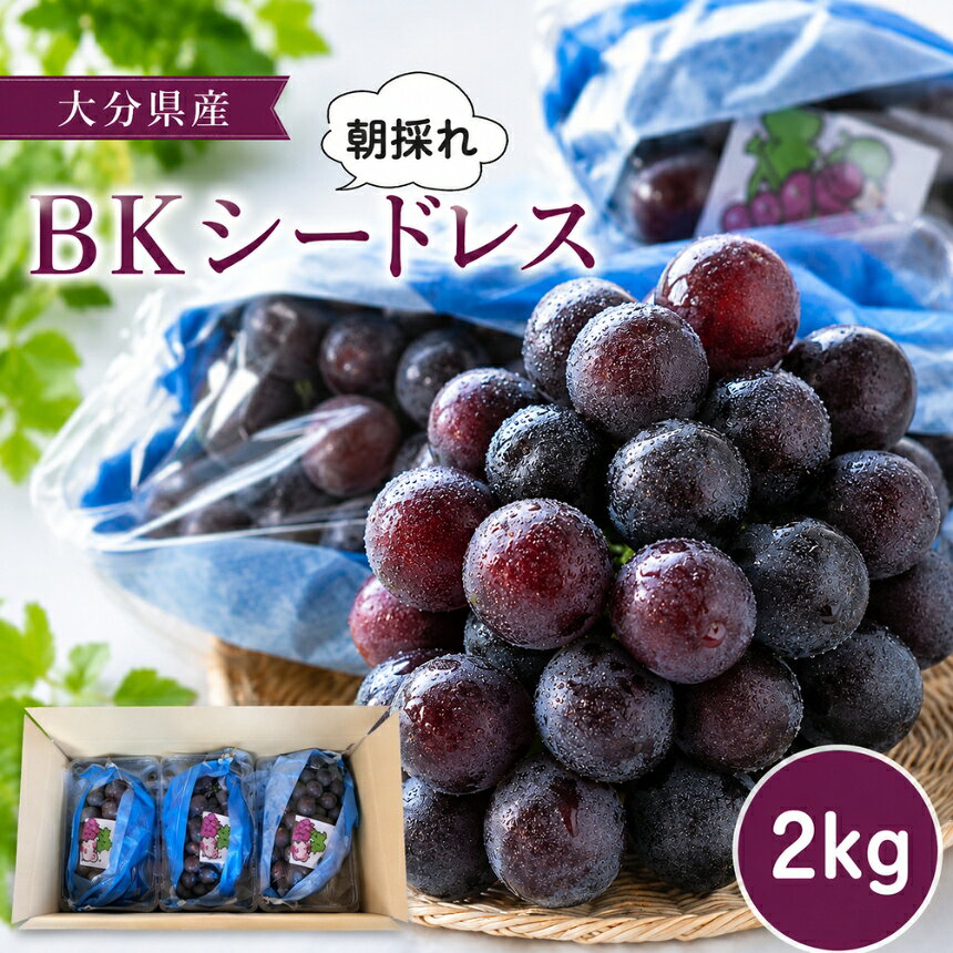 【ふるさと納税】BKシードレス 約2kg (約3～4房) | いわき農園 葡萄 マスカットベリーA 巨峰 ぶどう ブドウ 種なし 数量限定 新鮮 産地直送 果物 くだもの フルーツ ギフト 大分県産 九州産 大分県 中津市【発送は2025年8月下旬～2025年10月5日までの予定】