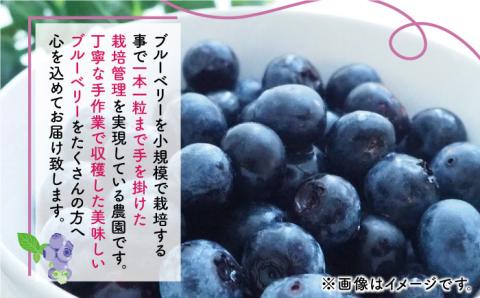 【先行予約】【数量限定】大粒 ブルーベリー 1000g（250g×4pc） 【すみれファーム】 [ZEP002]