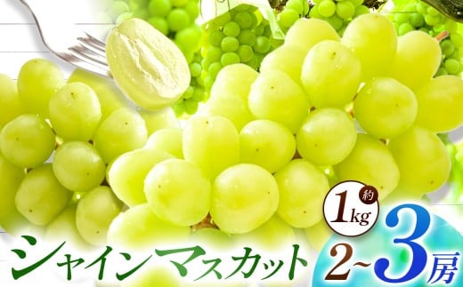 【先行予約】【数量限定】宮内果樹観光園のシャインマスカット 約1kg 2房前後 | フルーツ 果物 くだもの ぶどう ブドウ 葡萄 シャインマスカット マスカット 産地直送 大分県 中津市