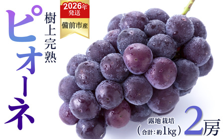 【2026年発送分　先行受付開始！】びぜん葡萄「ピオーネ」（露地栽培）2房入（令和8年8月中旬～9月中旬頃発送）【葡萄 ピオーネ】