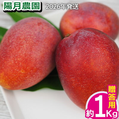 【ふるさと納税】2026年発送【陽月農園】　贈答用マンゴー 約1kg フルーツ 果物 期間限定 数量限定 先行予約 南国 プレゼント お土産 おみやげ ギフト くだもの 沖縄 おきなわ 青果 デザート おすすめ 人気 冷蔵 夏 スイーツ