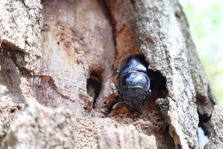 サステナブル オオクワガタ オス メス 成虫ペアセット　クワガタ 成虫 ペア セット 生体 日本国産 国産 虫 昆虫 生き物 生物 子供 趣味 男の子 ペット 育成 観察 学習 自由研究 京都府 南丹