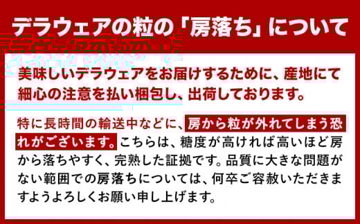 デラウェア【2026年先行予約】【一大産地からのお届け】デラウェア 約1.2kg《2026年7月上旬-8月中旬頃出荷》デラウェア ぶどう 葡萄 ブドウ 一大産地 大阪府 羽曳野市 種無しぶどう 産地直