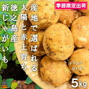 【ふるさと納税】《2025年春お届け！》～これからは産地で選びたくなる～徳之島産新じゃがいも（5kg） ( バレイショ 野菜 旬 春 徳之島 奄美 鹿児島 肉じゃが カレー じゃがバター 美味しい 人気 オススメ )