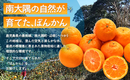 【先行予約】南大隅の太陽浴びた甘くて・おいしい ぽんかん 5kg【2026年1月中旬以降順次発送】 ID-1 ｜ぽんかん ポンカン 柑橘 甘い 果物 新鮮 産地 直送 先行予約 おすすめ 人気 南大隅