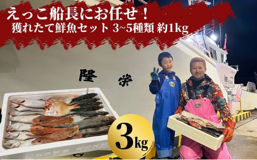 
えっこ船長にお任せ！獲れたて鮮魚セット 3～5種類 約3kg（鮮魚 詰合せ ボックス）
