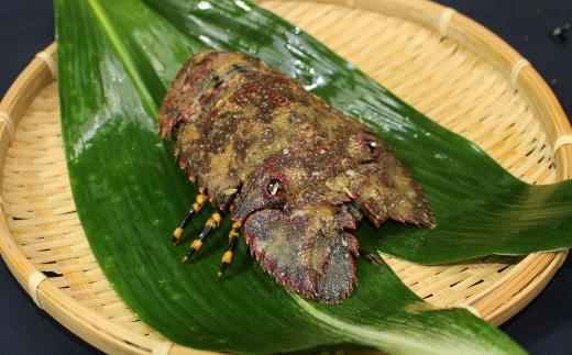 沖の島の漁師が獲ったタビエビ（ぞうり海老）500g（2～4匹）