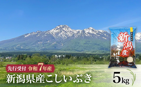 新米予約 令和7年 新潟県産こしいぶき 5kg 5キロ 上越市 株式会社小出農場 自社の低温保存庫にて温度と湿度を管理 ご注文いただいてから、室内で米粒の選別・精米・梱包 白米 精米 送料無料 先行予約
