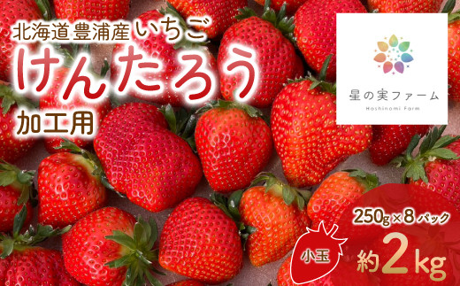 【2026.4月下旬以降順次出荷】北海道 豊浦 いちご 加工用 小粒 けんたろう 250g×8パック 約2kg 【 ふるさと納税 人気 おすすめ ランキング 果物 いちごイチゴ 苺 けんたろう パック おいしい 美味しい 農園直送 採れたて 新鮮 産直 苺 ストロベリー 北海道 豊浦町 送料無料 】 TYUW004