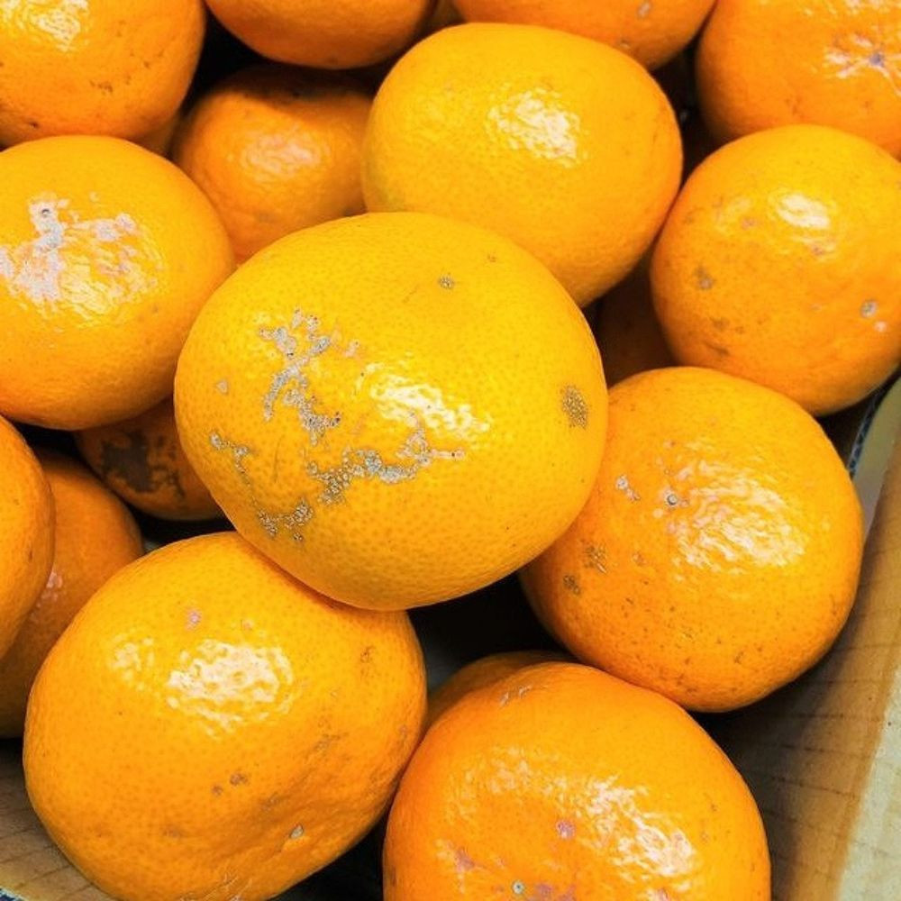 家庭用 有田みかん 1kg (約9個～10個) DJ036_イメージ4