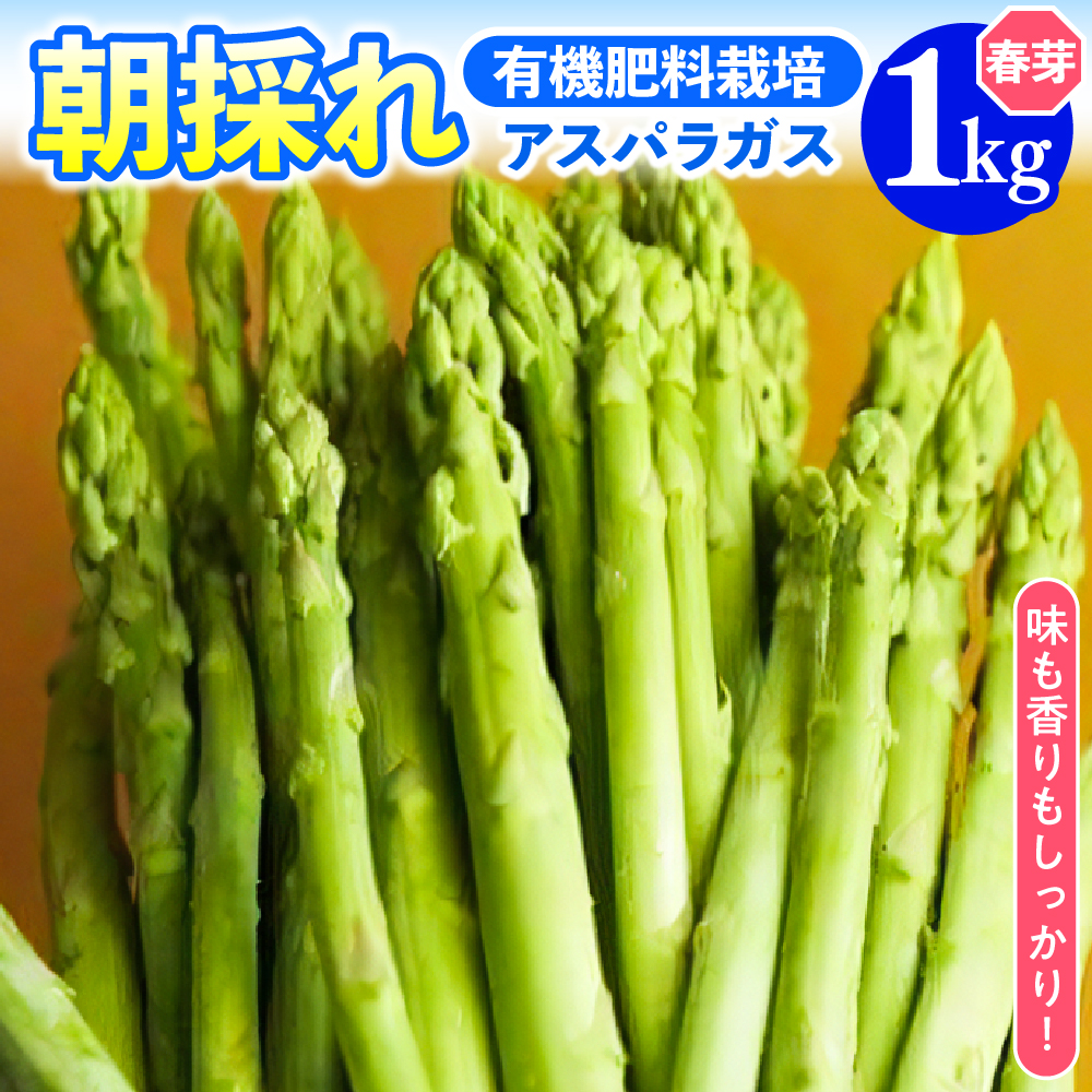 《 先行予約 》【 令和7年産 春芽 】 アスパラガス 1kg 1箱 〔 発送 ： 2025年5月中旬頃 ～ 6月中旬頃 まで 〕 朝採り 有機肥料栽培