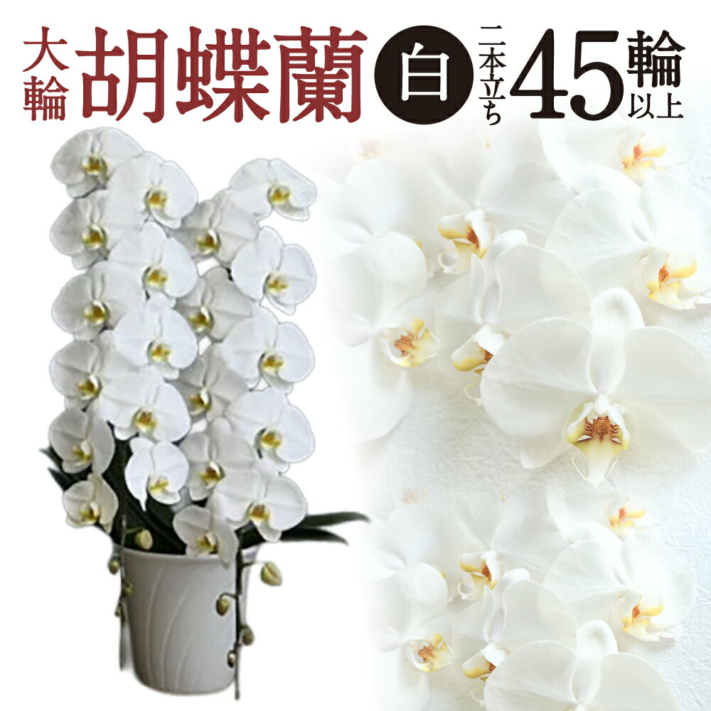 【ふるさと納税】 大輪胡蝶蘭 白 2本立ち 胡蝶蘭 花 楽天 寄付 返礼品 お歳暮 ギフト プレゼント お祝い 贈り物 ふるさと納税 滋賀県 近江 東近江 F18 綾羽株式会社