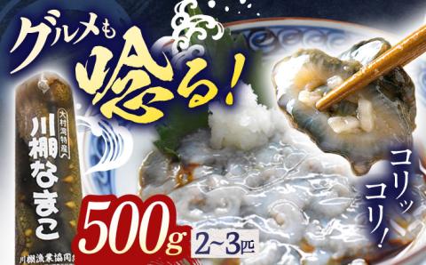 川棚 なまこ 約500g【森水産】[OAI002] / 大村湾で採れる 高級 新鮮 ナマコ おつまみ 魚介