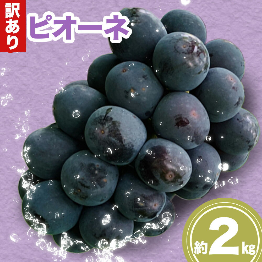 【ふるさと納税】訳あり ピオーネ 約2kg 《9月上旬-10月下旬出荷予定(土日祝除く)》広島県 神石高原町 果物 フルーツ ぶどう 訳あり 送料無料