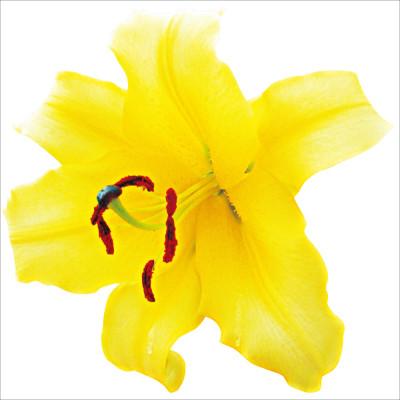 ふるさと納税 えびの市 ユリ球根 大球ゴールデンカサブランカ 12球