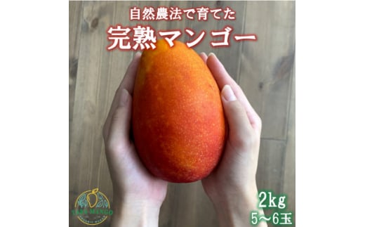 
田場農園の栽培期間中農薬不使用マンゴー2kg(5～6玉)【1386744】
