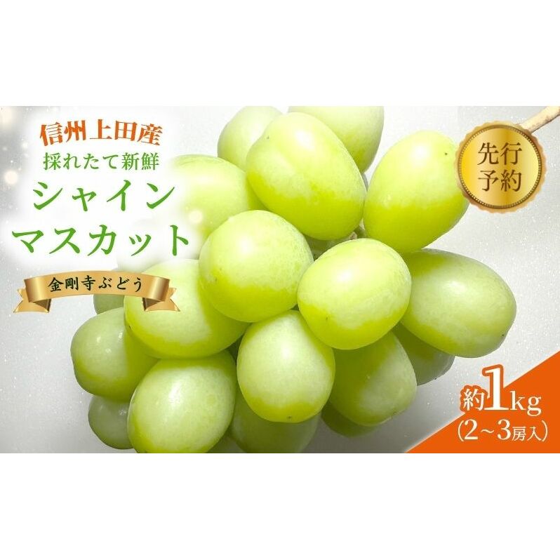 2025年先行予約 シャインマスカット 信州上田産金剛寺ぶどう 約1kg 2～3房 ぶどう 葡萄 ブドウ マスカット 1kg 果物 くだもの フルーツ デザート 旬の果物 旬のフルーツ 長野県 長野　