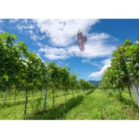 ギフト向け 富山県南砺市 ドメーヌボー ブラン_酒・アルコール 白ワイン ワイン _【配送不可地域：離島】【1333545】
