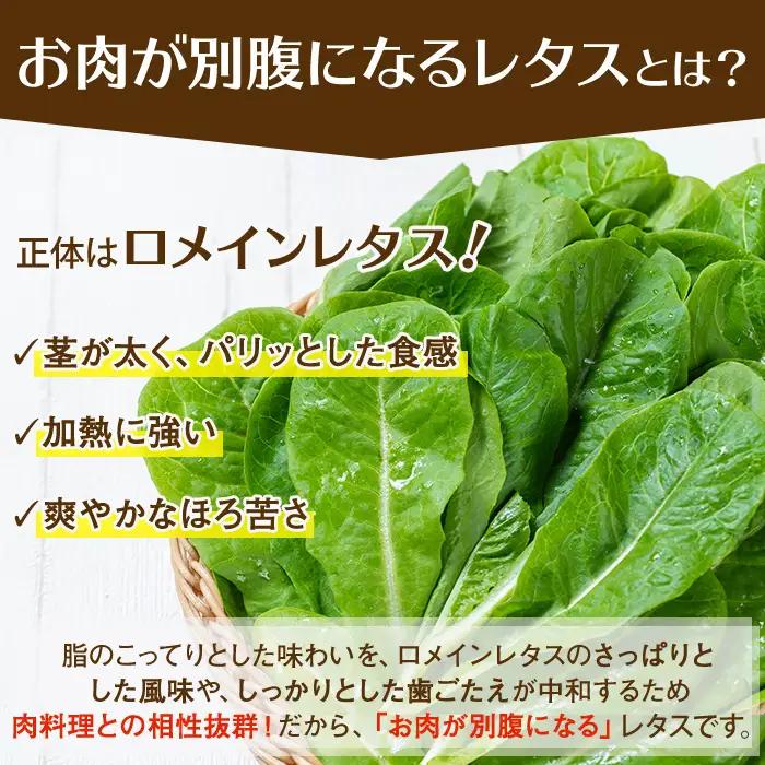 《先行予約受付中！2026年9月以降順次発送》お肉が別腹になるレタス 計600g (200g×3袋) 国産 九州産 鹿児島県産 湧水町産 野菜 やさい レタス ロメインレタス 焼肉 焼き肉 バーベキュ