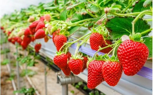 【先行予約】まりひめ いちご 12粒～15粒入り×2パック（500g）2026年1月中旬～2026年3月中旬頃に順次発送予定（お届け日指定不可）/ いちご 苺 まりひめ 和歌山 フルーツ 果物 くだも