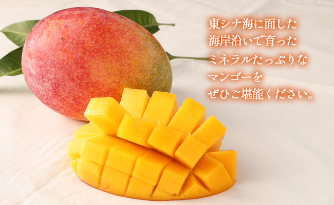 【2024年7月上旬以降配送開始】【贈答用】島マンゴー園の完熟マンゴー Ａ品 2kg マンゴー フルーツ