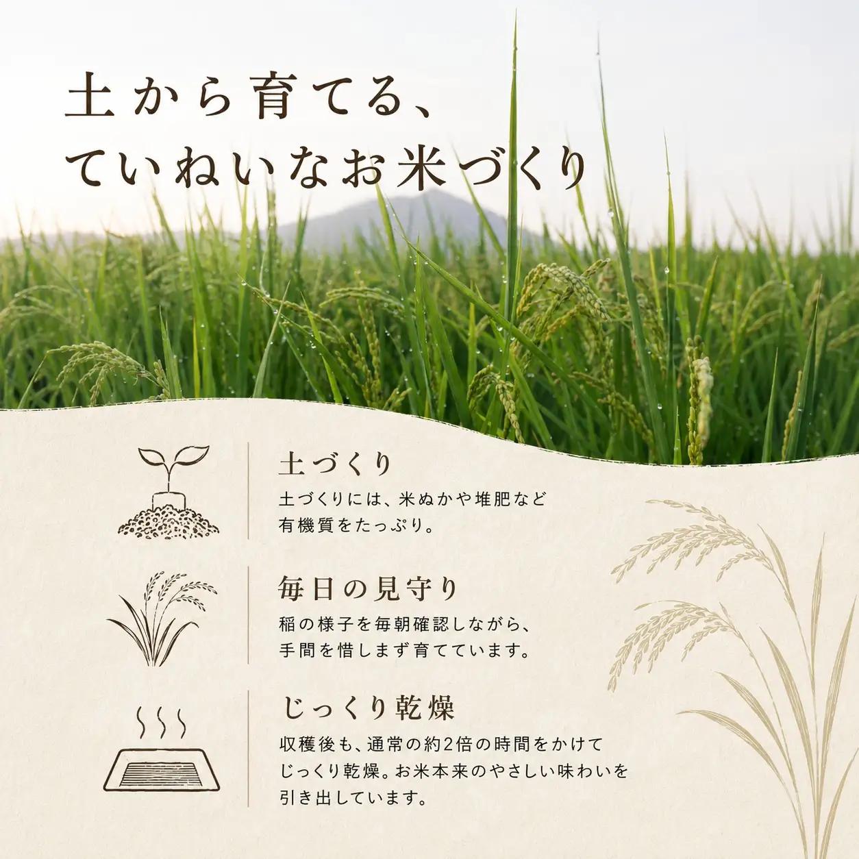 《無洗米》【にじのきらめき】無洗米 5kg 令和7年産 数量限定